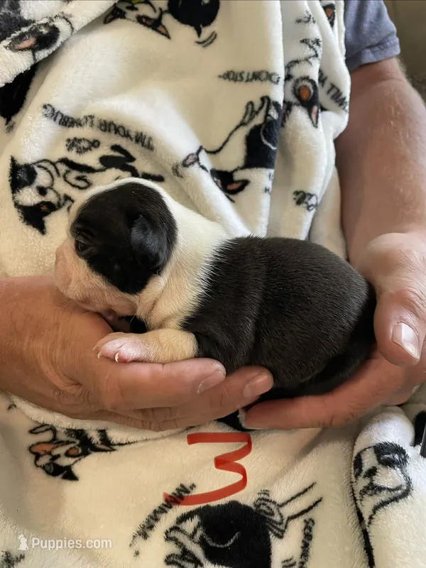 Male 3  – Boston Terrier puppy for sale in Charlottesville, VA