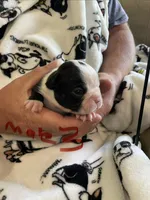Male 3 , a  Boston Terrier for sale in Charlottesville, VA – 4 of 5