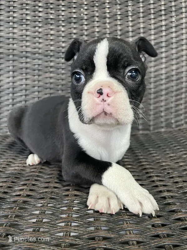 Male  – Boston Terrier puppy for sale in Charlottesville, VA