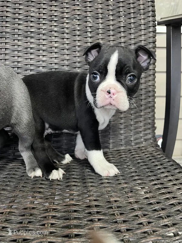 Male  – Boston Terrier puppy for sale in Charlottesville, VA
