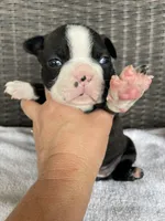 Female girl 2 , a  Boston Terrier for sale in Charlottesville, VA – 1 of 8