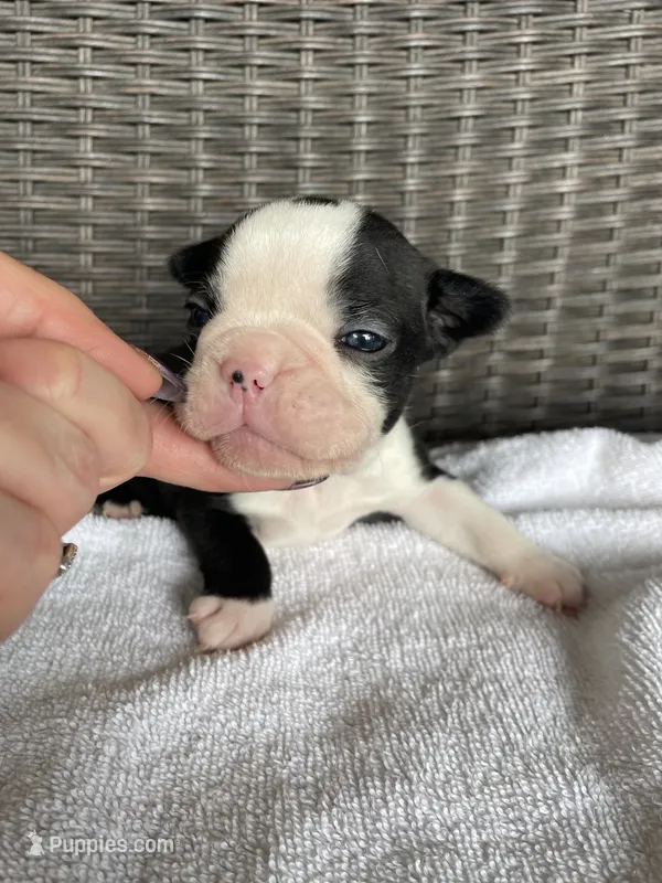 Male 3  – Boston Terrier puppy for sale in Charlottesville, VA