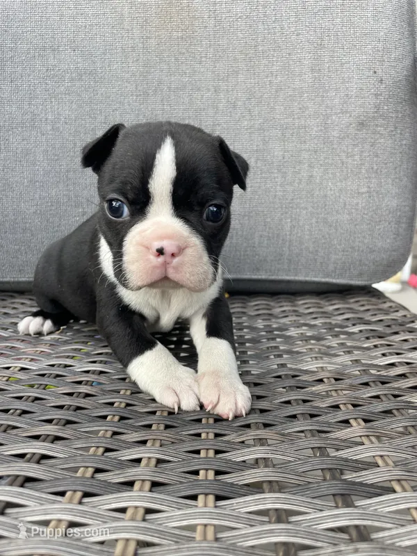 Male  – Boston Terrier puppy for sale in Charlottesville, VA