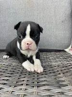 Male , a  Boston Terrier for sale in Charlottesville, VA – 1 of 6