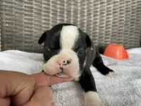 Female girl , a  Boston Terrier for sale in Charlottesville, VA – 3 of 6