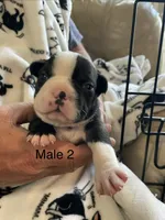 Male 2 , a  Boston Terrier for sale in Charlottesville, VA – 3 of 6