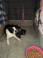 Female , a  Boston Terrier for sale in Charlottesville, VA – 5 of 6