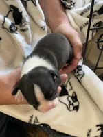 Male 1 , a  Boston Terrier for sale in Charlottesville, VA – 6 of 6