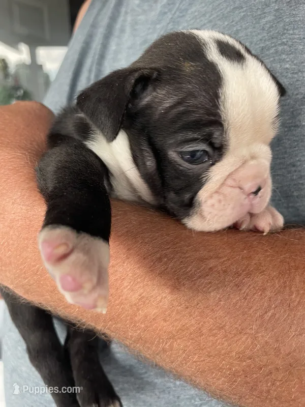 Male 2  – Boston Terrier puppy for sale in Charlottesville, VA