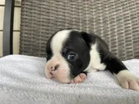 Female girl , a  Boston Terrier for sale in Charlottesville, VA – 6 of 6