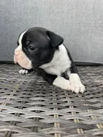 Male , a  Boston Terrier for sale in Charlottesville, VA – 6 of 6