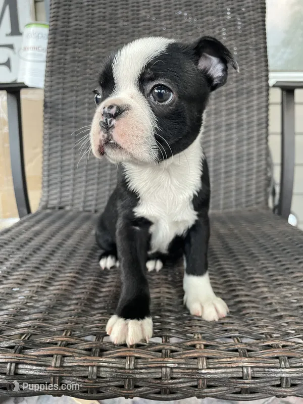 Female  – Boston Terrier puppy for sale in Charlottesville, VA
