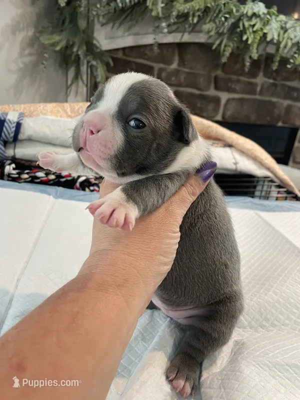 Blue female  – Boston Terrier puppy for sale in Charlottesville, VA