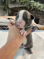 Blue female , a  Boston Terrier for sale in Charlottesville, VA – 4 of 6