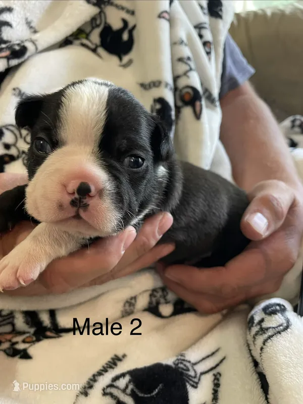 Male 2  – Boston Terrier puppy for sale in Charlottesville, VA