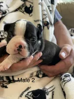 Male 2 , a  Boston Terrier for sale in Charlottesville, VA – 1 of 6