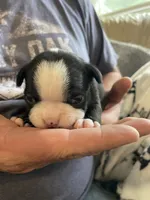 Female , a  Boston Terrier for sale in Charlottesville, VA – 4 of 5