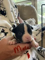 Male 1 , a  Boston Terrier for sale in Charlottesville, VA – 2 of 6