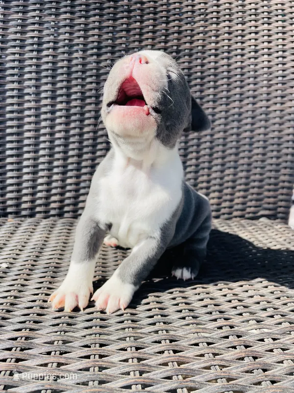 Blue female  – Boston Terrier puppy for sale in Charlottesville, VA
