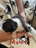 Male 1 , a  Boston Terrier for sale in Charlottesville, VA – 3 of 6