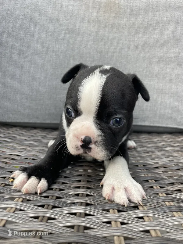 Male 1  – Boston Terrier puppy for sale in Charlottesville, VA