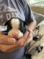 Female , a  Boston Terrier for sale in Charlottesville, VA – 5 of 5