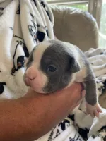 Blue female , a  Boston Terrier for sale in Charlottesville, VA – 5 of 6