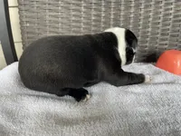 Female girl , a  Boston Terrier for sale in Charlottesville, VA – 4 of 6
