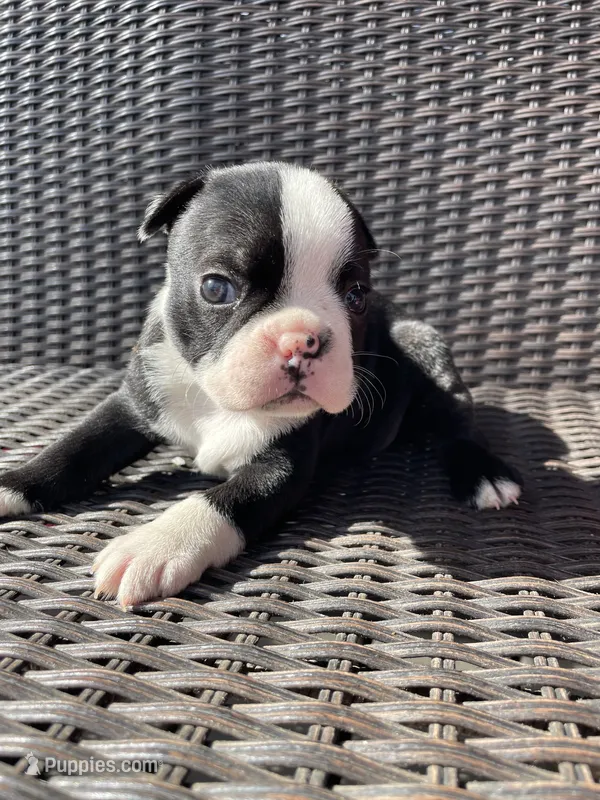 Female  – Boston Terrier puppy for sale in Charlottesville, VA