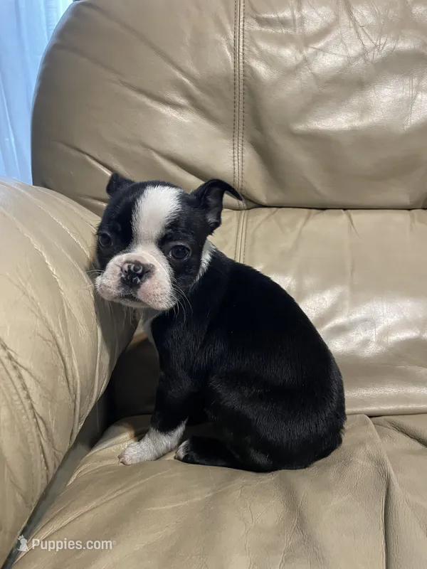 Female 3 – Boston Terrier puppy for sale in Charlottesville, VA