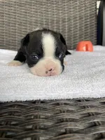 Female girl 2 , a  Boston Terrier for sale in Charlottesville, VA – 5 of 8