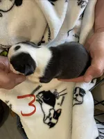 Male 3 , a  Boston Terrier for sale in Charlottesville, VA – 3 of 5