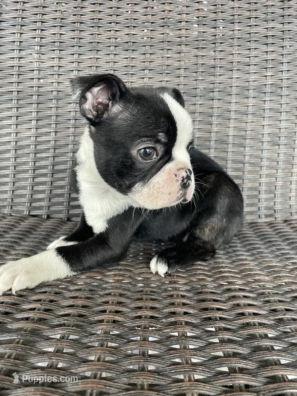 Female  – Boston Terrier puppy for sale in Charlottesville, VA