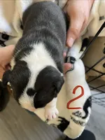 Male 2 , a  Boston Terrier for sale in Charlottesville, VA – 4 of 6