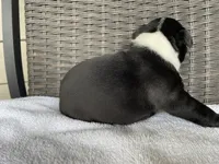 Female 3, a  Boston Terrier for sale in Charlottesville, VA – 3 of 6