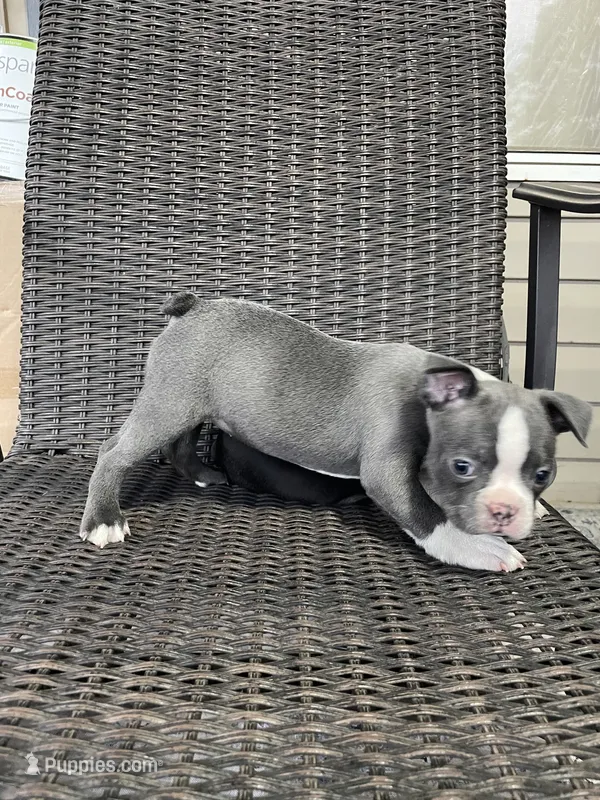 Blue female  – Boston Terrier puppy for sale in Charlottesville, VA