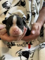 Male 1 , a  Boston Terrier for sale in Charlottesville, VA – 1 of 6