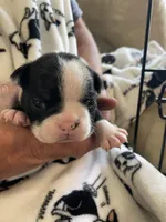 Female , a  Boston Terrier for sale in Charlottesville, VA – 2 of 4