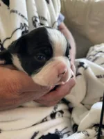 Female , a  Boston Terrier for sale in Charlottesville, VA – 2 of 6