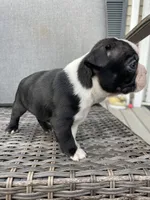 Male , a  Boston Terrier for sale in Charlottesville, VA – 5 of 6