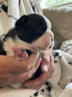 Female , a  Boston Terrier for sale in Charlottesville, VA – 4 of 6