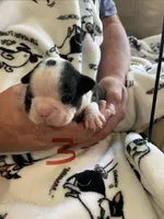 Male 3 , a  Boston Terrier for sale in Charlottesville, VA – 5 of 5