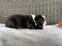 Female 3, a  Boston Terrier for sale in Charlottesville, VA – 2 of 6