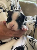 Female , a  Boston Terrier for sale in Charlottesville, VA – 4 of 4