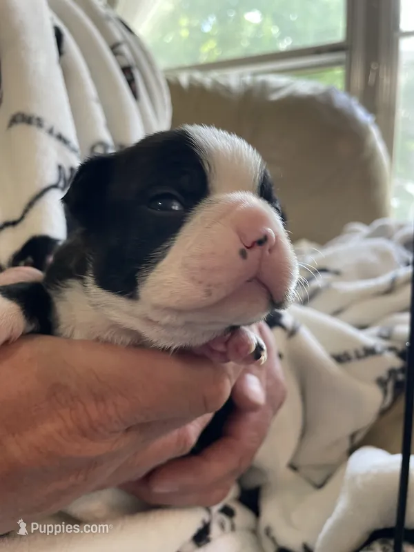 Female  – Boston Terrier puppy for sale in Charlottesville, VA