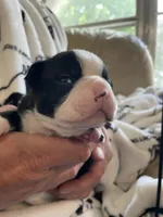 Female , a  Boston Terrier for sale in Charlottesville, VA – 1 of 6