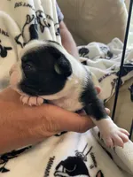 Female , a  Boston Terrier for sale in Charlottesville, VA – 3 of 4