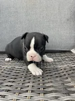 Male , a  Boston Terrier for sale in Charlottesville, VA – 3 of 6