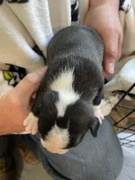 Female , a  Boston Terrier for sale in Charlottesville, VA – 3 of 6