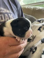 Female , a  Boston Terrier for sale in Charlottesville, VA – 1 of 5